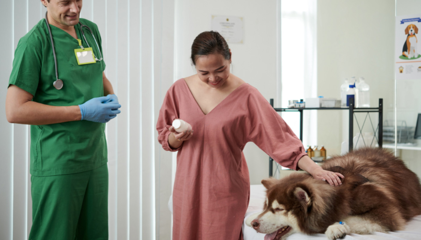 Quel traitement choisir pour l'arthrose de son petit chien ?